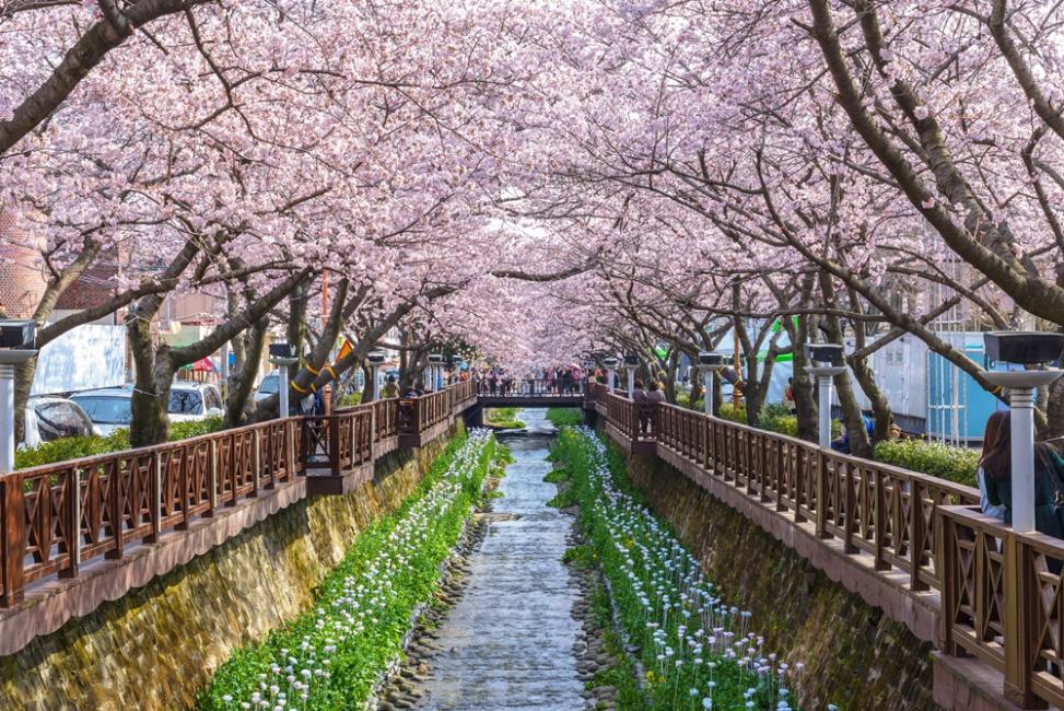7 Best Places to See Cherry Blossoms in Korea (2026)